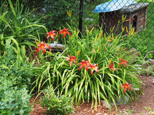 Red lilies #2