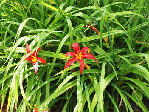 Red lilies #4