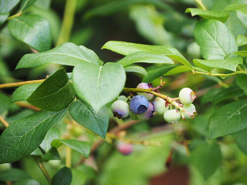 Blueberries #4