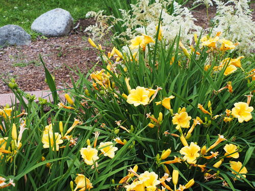 Yellow lilies #3