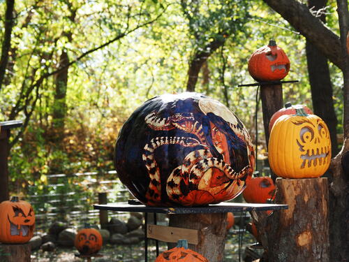Snake pumpkin