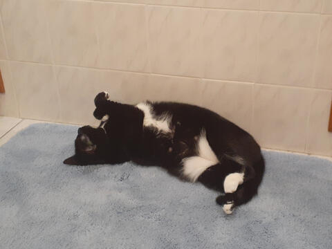 Cat yoga #2
