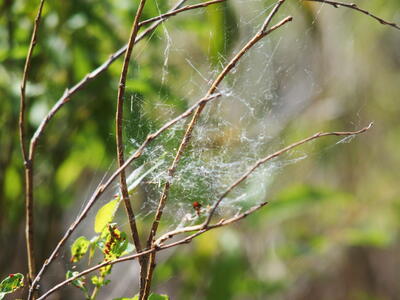 Spider web #2