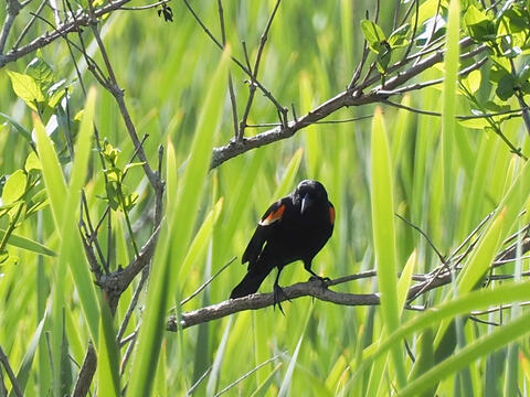 Red wing blackbird