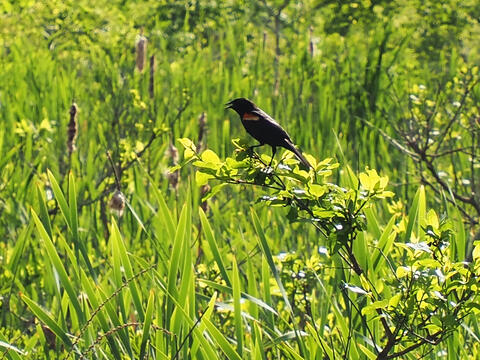 Red wing blackbird #2