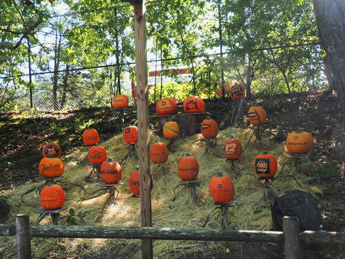 Pumpkins at Roger Williams Zoo #2