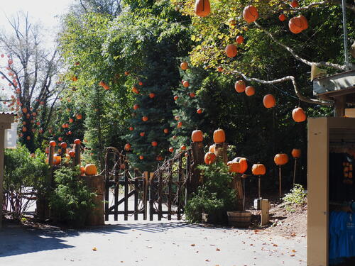 Pumpkins at Roger Williams Zoo #3