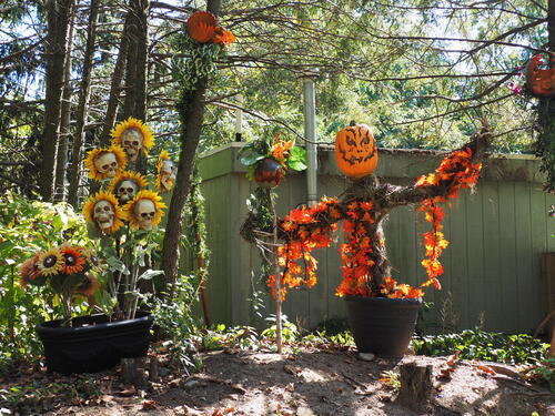 Pumpkins at Roger Williams Zoo #5