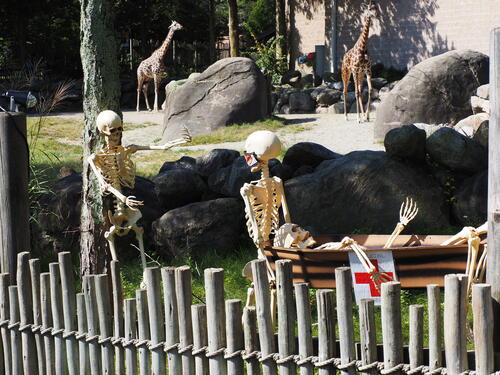 Skeletons at Roger Williams Zoo #7