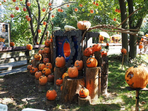 Pumpkins at Roger Williams Zoo #8
