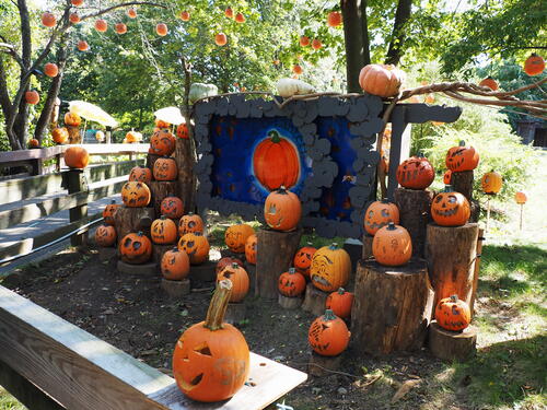 Pumpkins at Roger Williams Zoo #9