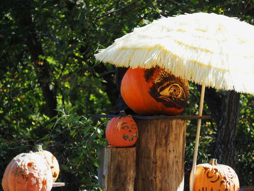 Pumpkins at Roger Williams Zoo #11