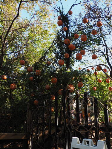 Pumpkins at Roger Williams Zoo #12