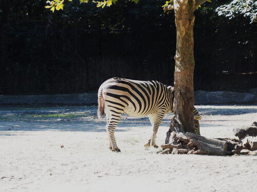 Zebra #3