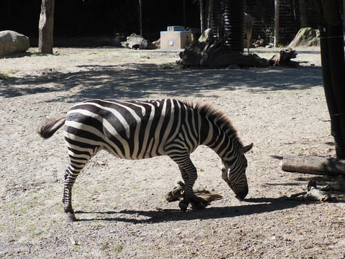 Zebra #4