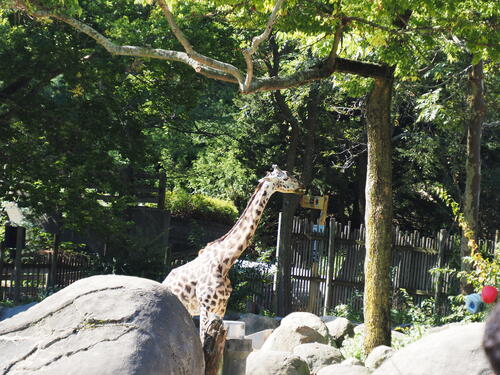 Masai giraffe #2