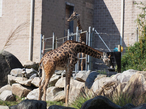 Masai giraffe #3