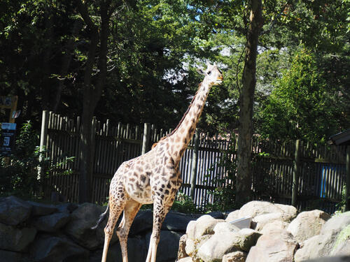 Masai giraffe #5