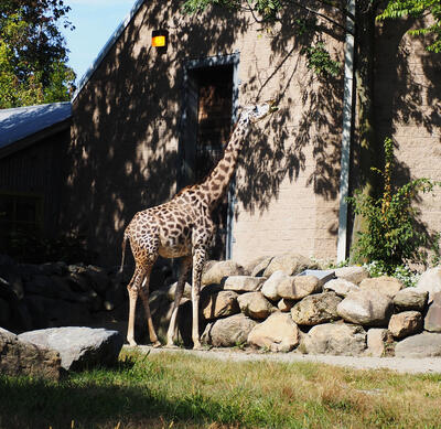 Masai giraffe #6