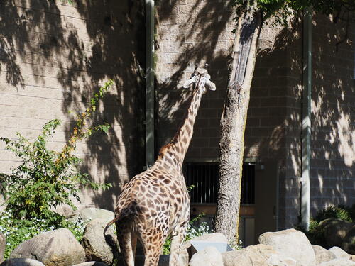 Masai giraffe #8