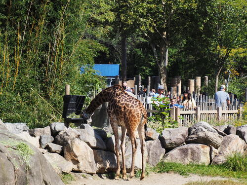 Masai giraffe #9