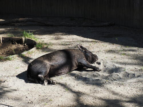 Guinea hog
