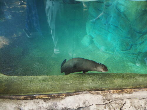 Giant otter #2