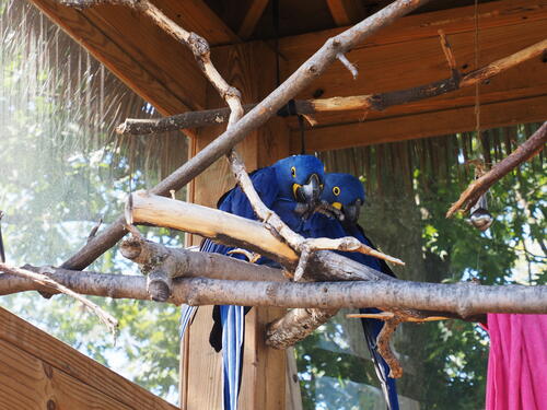 Hyacinth macaws #2