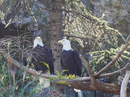 Bald eagles #2