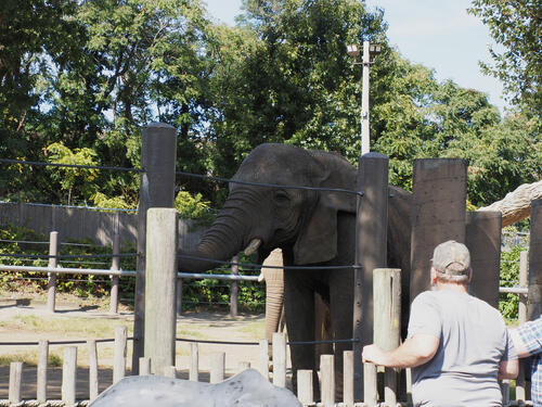 African elephant #11