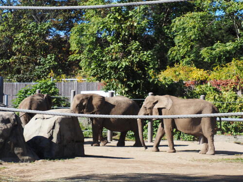 African elephants #3