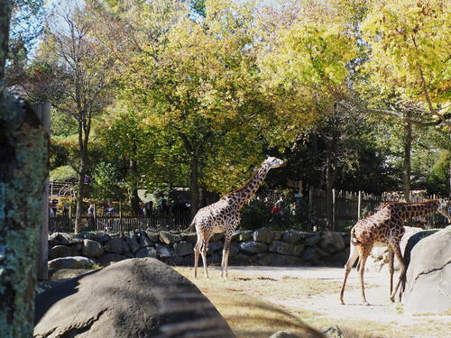 Masai giraffe #12
