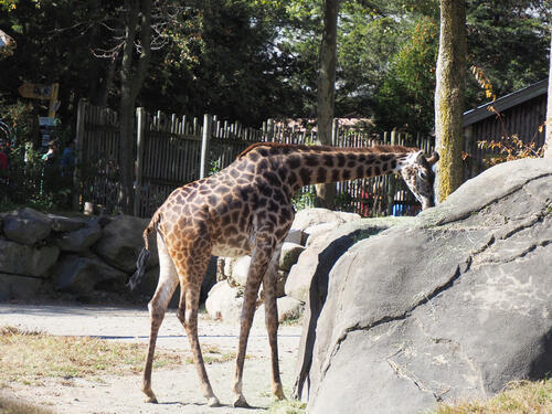 Masai giraffe #13
