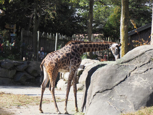 Masai giraffe #14
