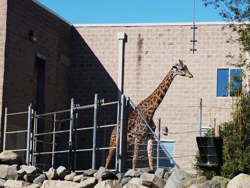 Masai giraffe #15