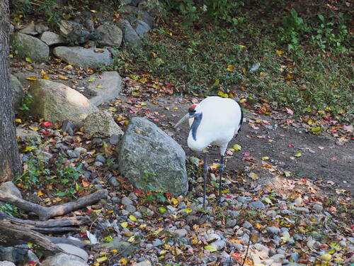 Red-crowned crane #4