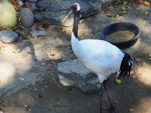 Red-crowned crane #5