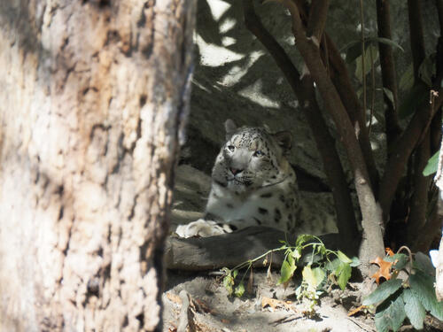 Snow leopard #6