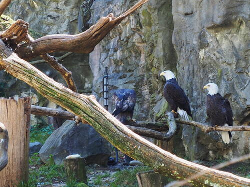 Bald eagles #3