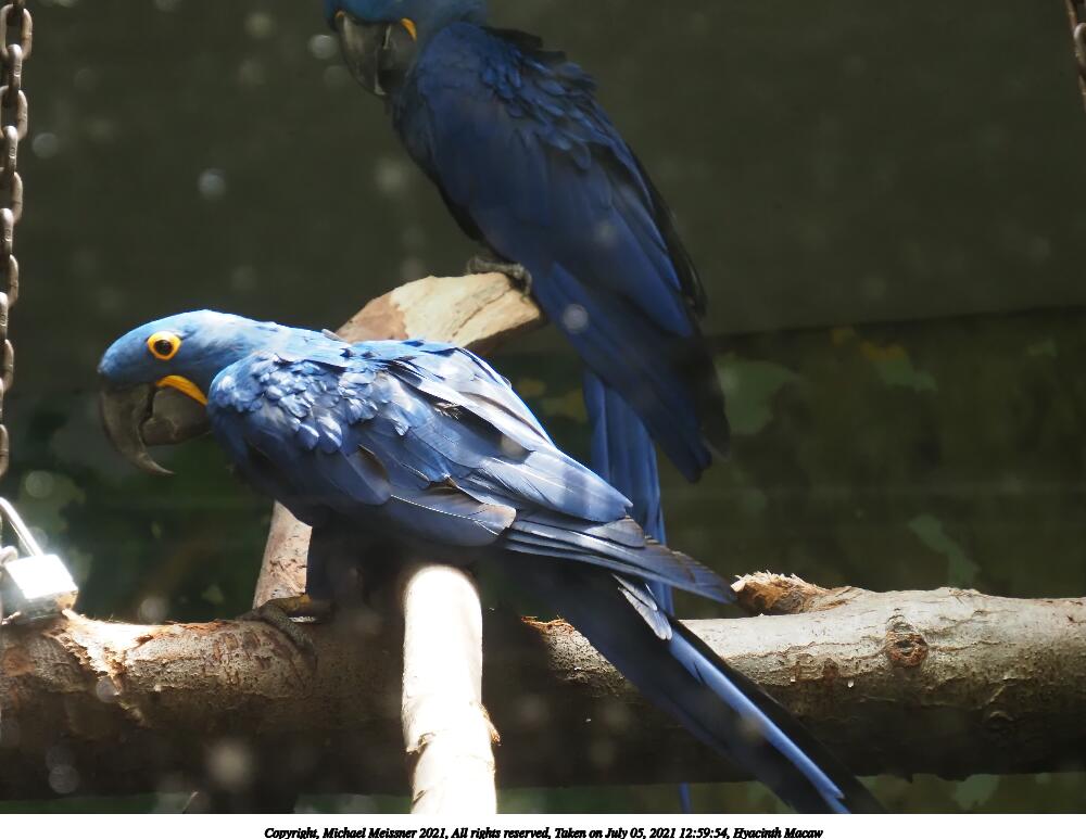 Hyacinth Macaw #2