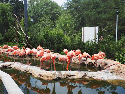 American Flamingos #2