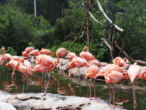 American Flamingos #3