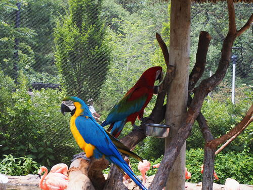 Scarlet Macaw and Blue and Yellow Macaw #2