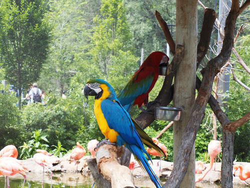 Scarlet Macaw and Blue and Yellow Macaw #3