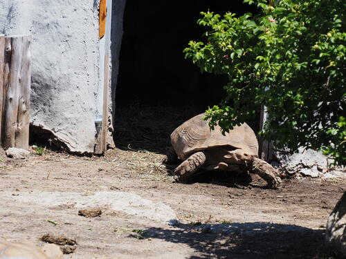 African Spurred Tortoise #2