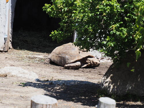 African Spurred Tortoise #4