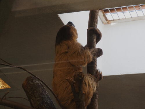 Two-toed Sloth #3
