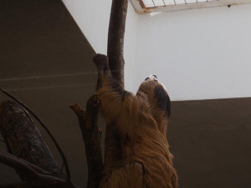 Two-toed Sloth #4