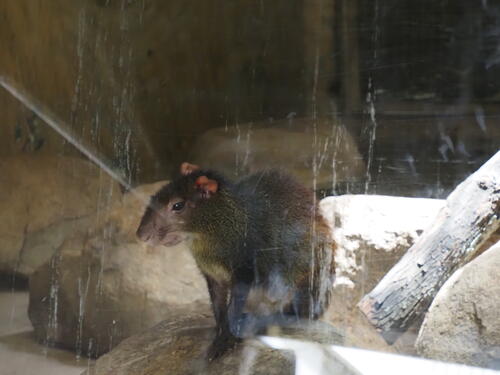 Red-Rumped Agouti #2
