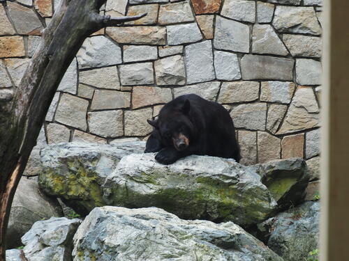 Black Bear #2
